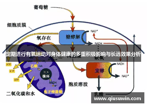 定期进行有氧运动对身体健康的多重积极影响与长远效果分析